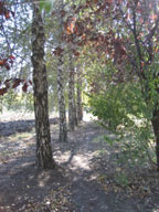 real estate, real estate broker, CAR, MCAR, monterey bay real estate, photography, web design, art, buy a home, sell a home